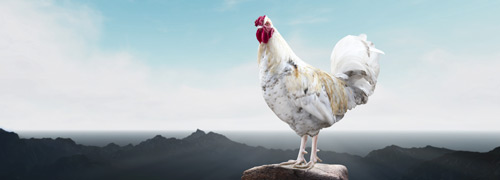 Kapparot sur des poulets (selon la tradition)